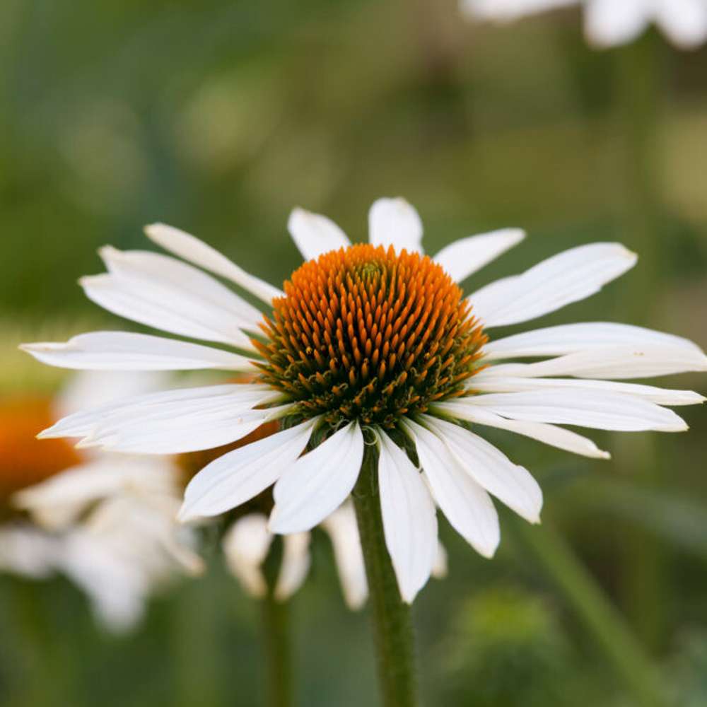 Purpursolhat 'Alba' (Echinacea purpurea)